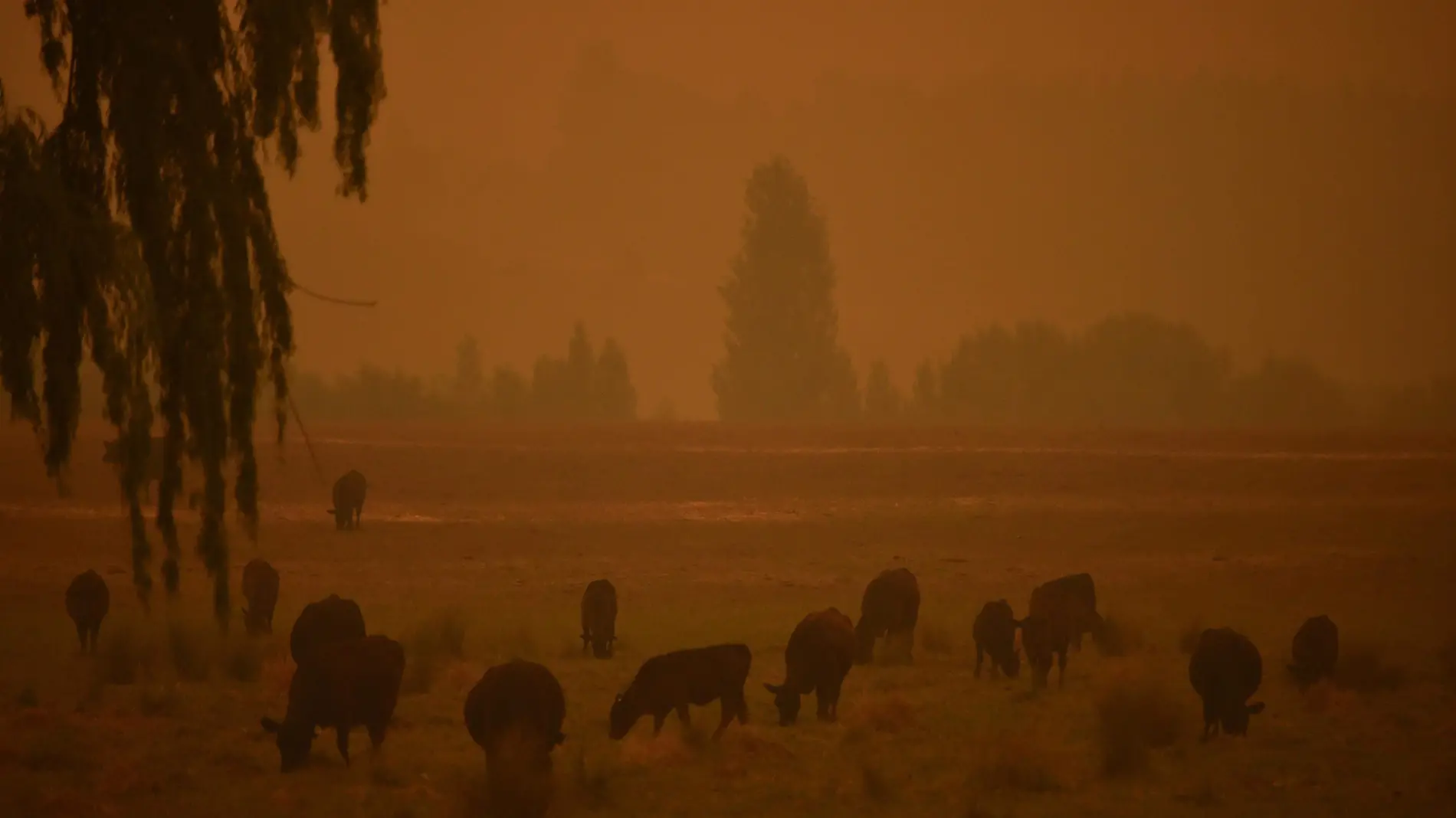 megaincendio australia